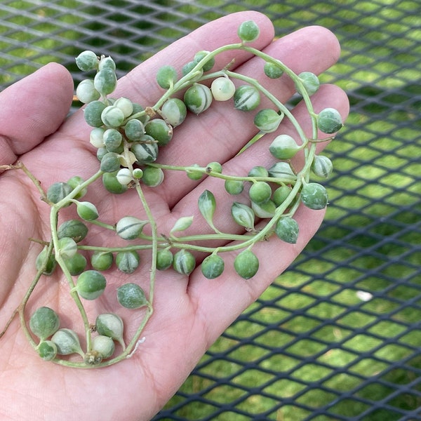 Rare Succulents - Senecio Rowleyanus 'String of Pearls' Variegated