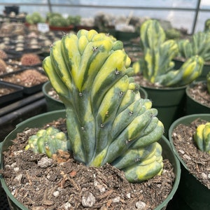 Rare Cactus Myrtillocactus Geometrizans Crested var. Fred variegata image 4