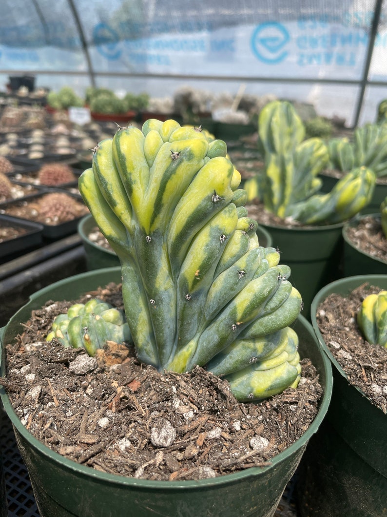 Rare Cactus Myrtillocactus Geometrizans Crested var. Fred variegata image 4