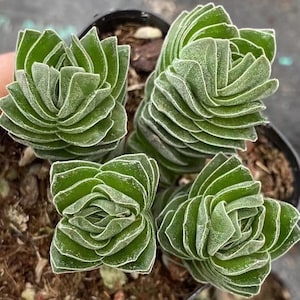 May include: Close-up of four small, green succulents with layered, fan-like leaves. The leaves have white edges and a textured surface. The plants are in small black pots with soil.