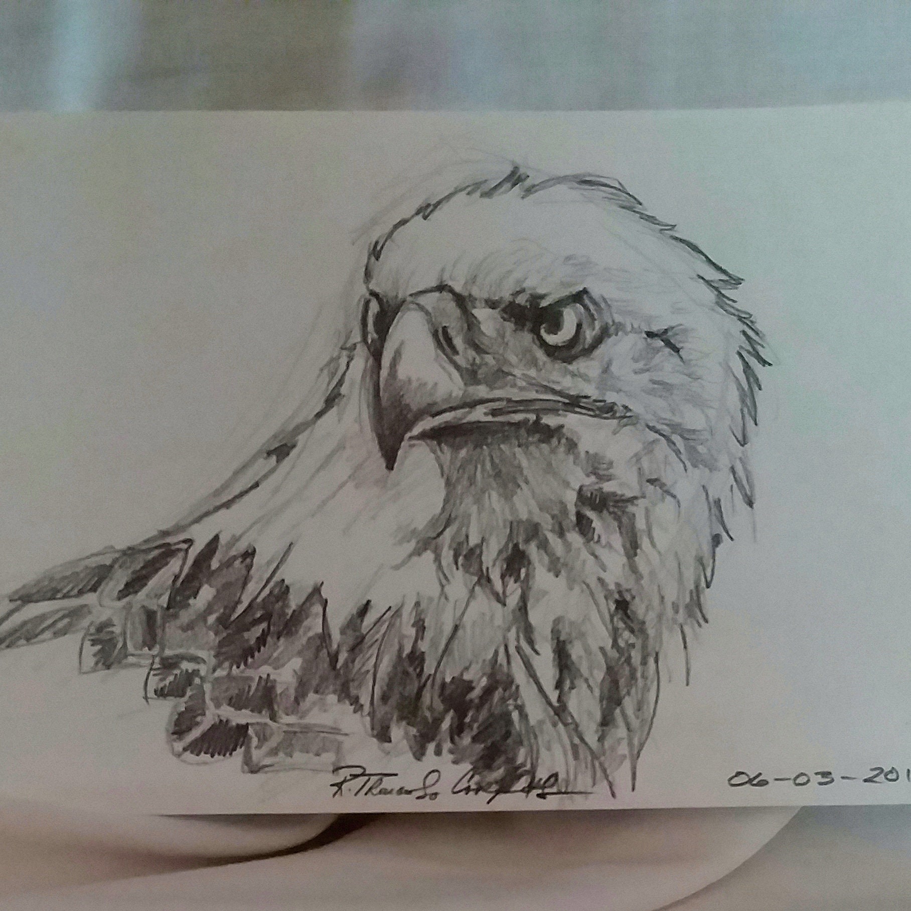 Eagle bald eagle american eagle pencil drawing original