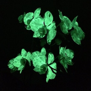Vernice luminosa che si illumina al buio per fiori e decorazioni floreali, ideale per i fioristi.