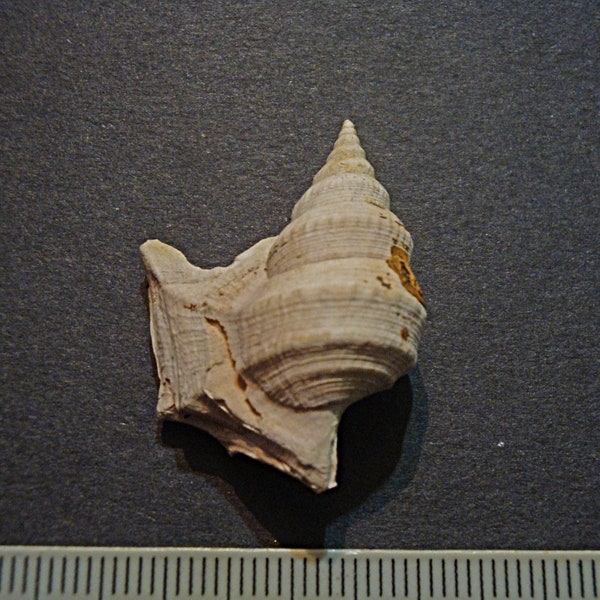 Aporrhais uttingeriana.Natural Gastropod Fossil Specimen Shell From Bulgaria.