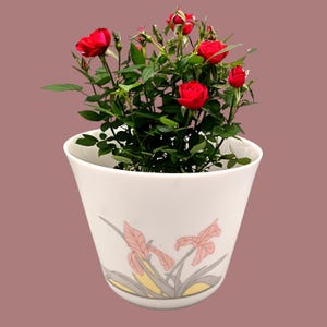 May include: A white ceramic planter with a floral design featuring pink and yellow irises. The planter is filled with a green plant with red roses.