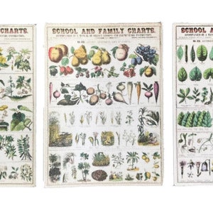 Dolls House Vintage Botanical School Chart Posters Accesorio de estudio en miniatura 1:12