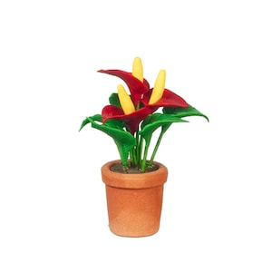 May include: A potted red and yellow anthurium plant with green leaves in a terracotta pot.