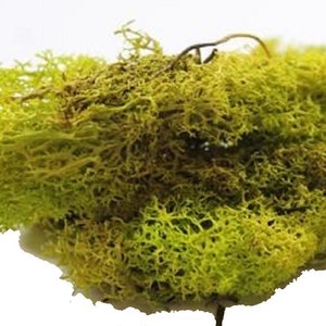 Dolls House Light Green Lichen 12s Garden Scenic Accessory
