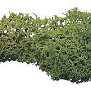 Dolls House Dark Green Lichen 12s Garden Scenic Accessory