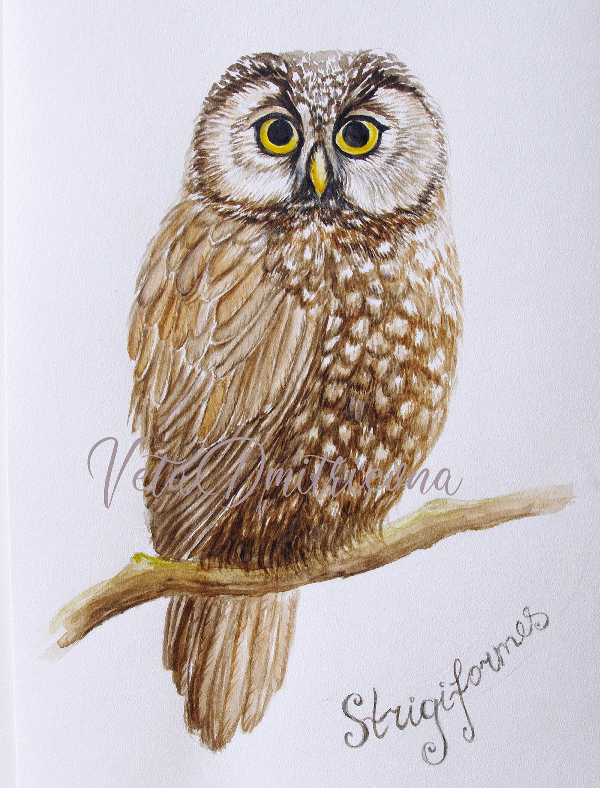 Vogel-Malerei Original Aquarell Eule Vogel Malerei Eule Art | Etsy