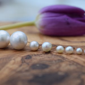 White Freshwater Pearl Stud Earrings in Sterling Silver