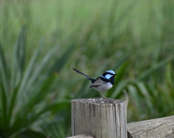 Downloadable Photograph - Blue Wren - male