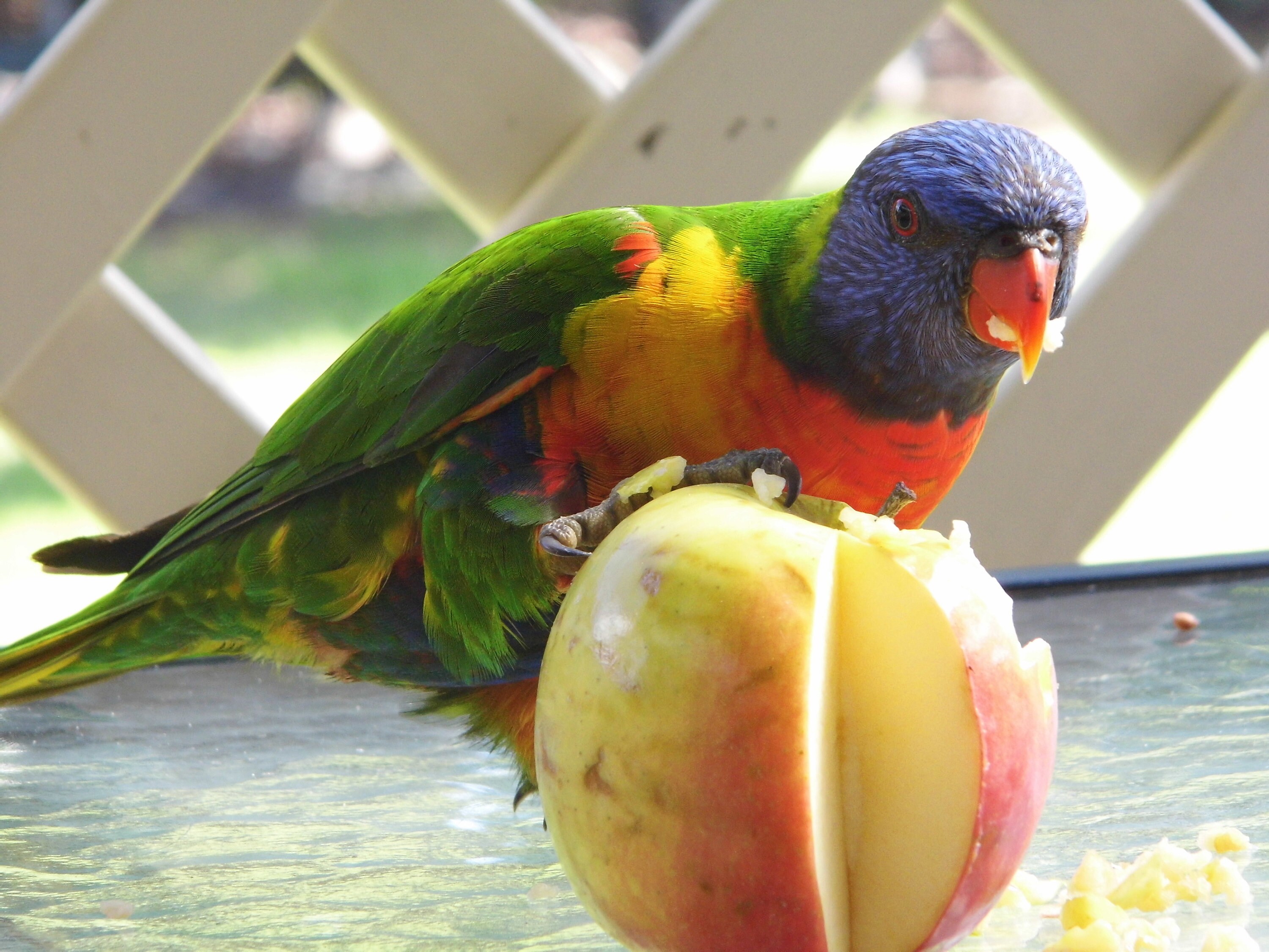 lorikeet food