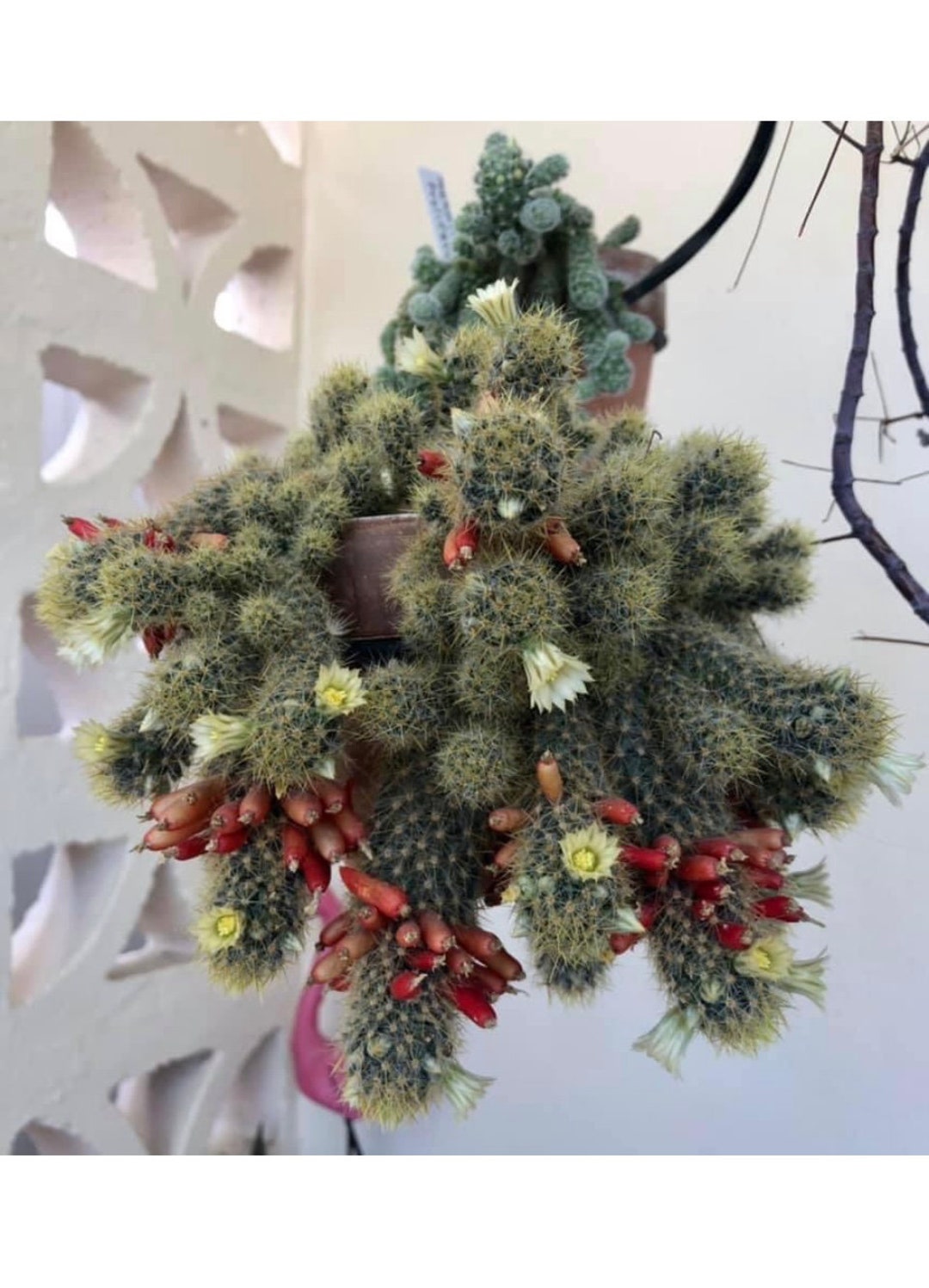 Mammillaria Prolifera Firecracker Cactus Fruit Texas Nipple Cactus Rare Well Rooted Cactus