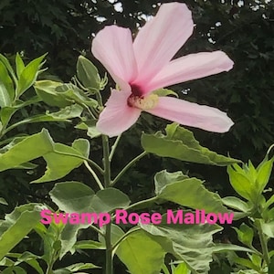 50 Swamp Rose Mallow Hibiscus Moscheutos Organic Seeds