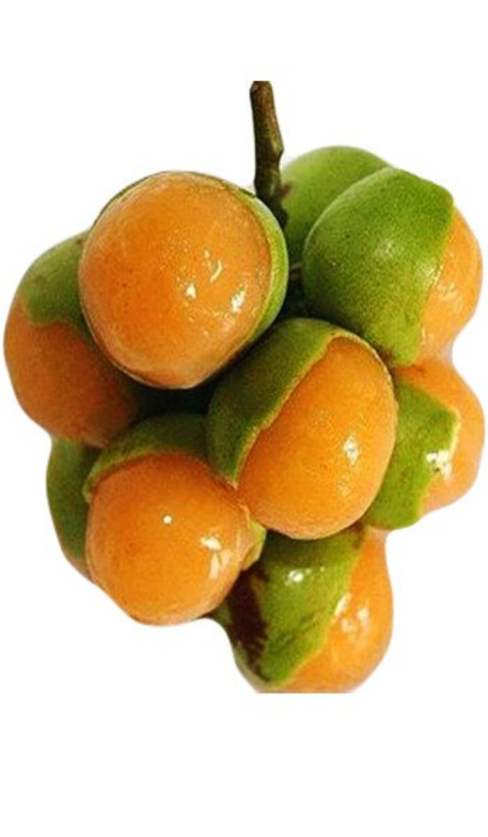 Two 2 Juicy Sweet Big Spanish Lime Guinep Melicoccus Etsy