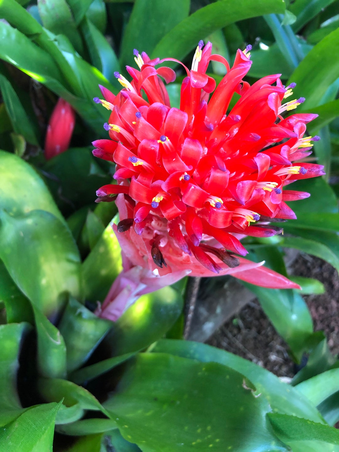 Flaming Torch Bromeliad Air Plant, Billbergia Pyramidalis Exotic Live