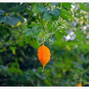 30 SEEDS Bitter Melon Momordica Charantia Bitter Gourd Melon Cundeamor Vine SEEDS.