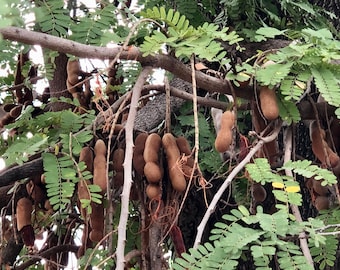 SEEDS Tamarind Tamarindus Indica Tamarindo Organic Seeds