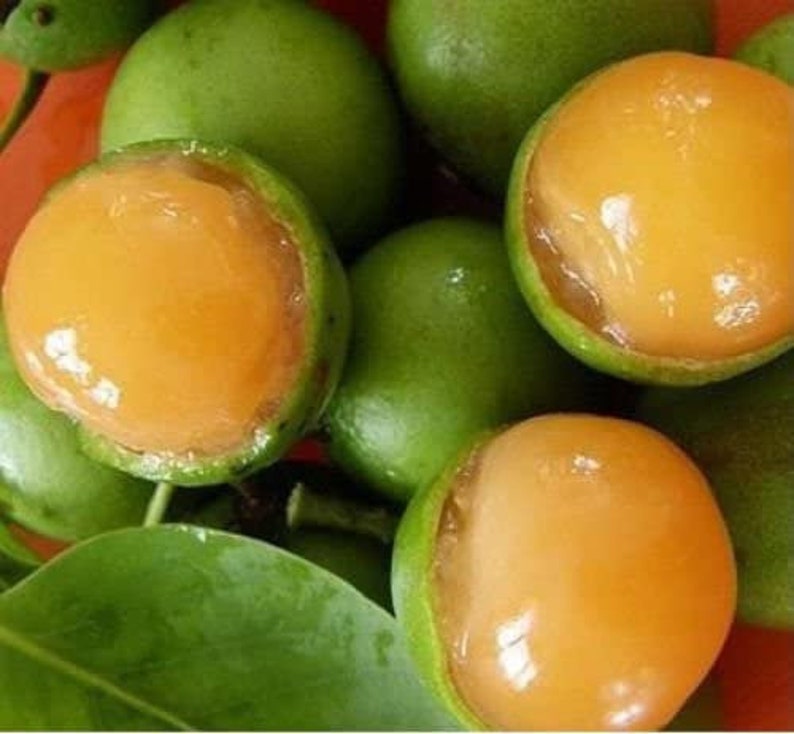 Spanish Lime Guinep Melicoccus Bijugatus Mamoncillo Quenepa Etsy