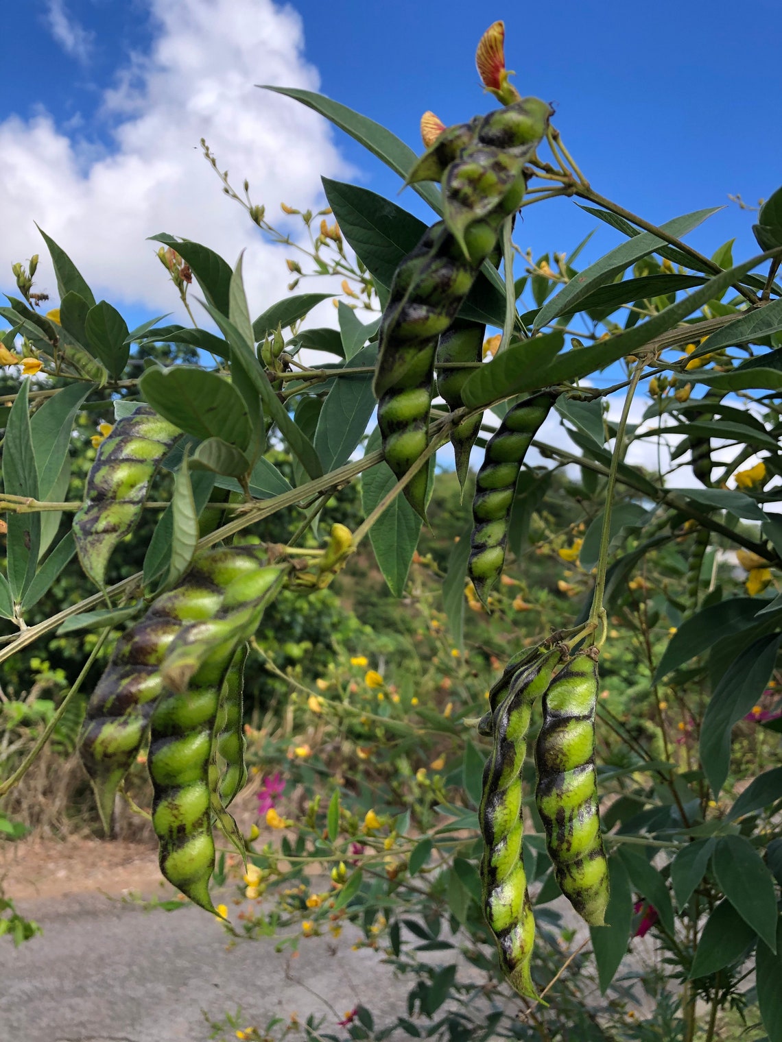 Pigeon Pea Dhal Cajanus Cajan Congo Peas Jamaican Gungo Puerto Etsy