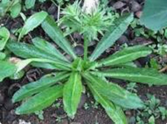CULANTRO Recao de Puerto Rico over 100 seeds Eryngium foetidum
