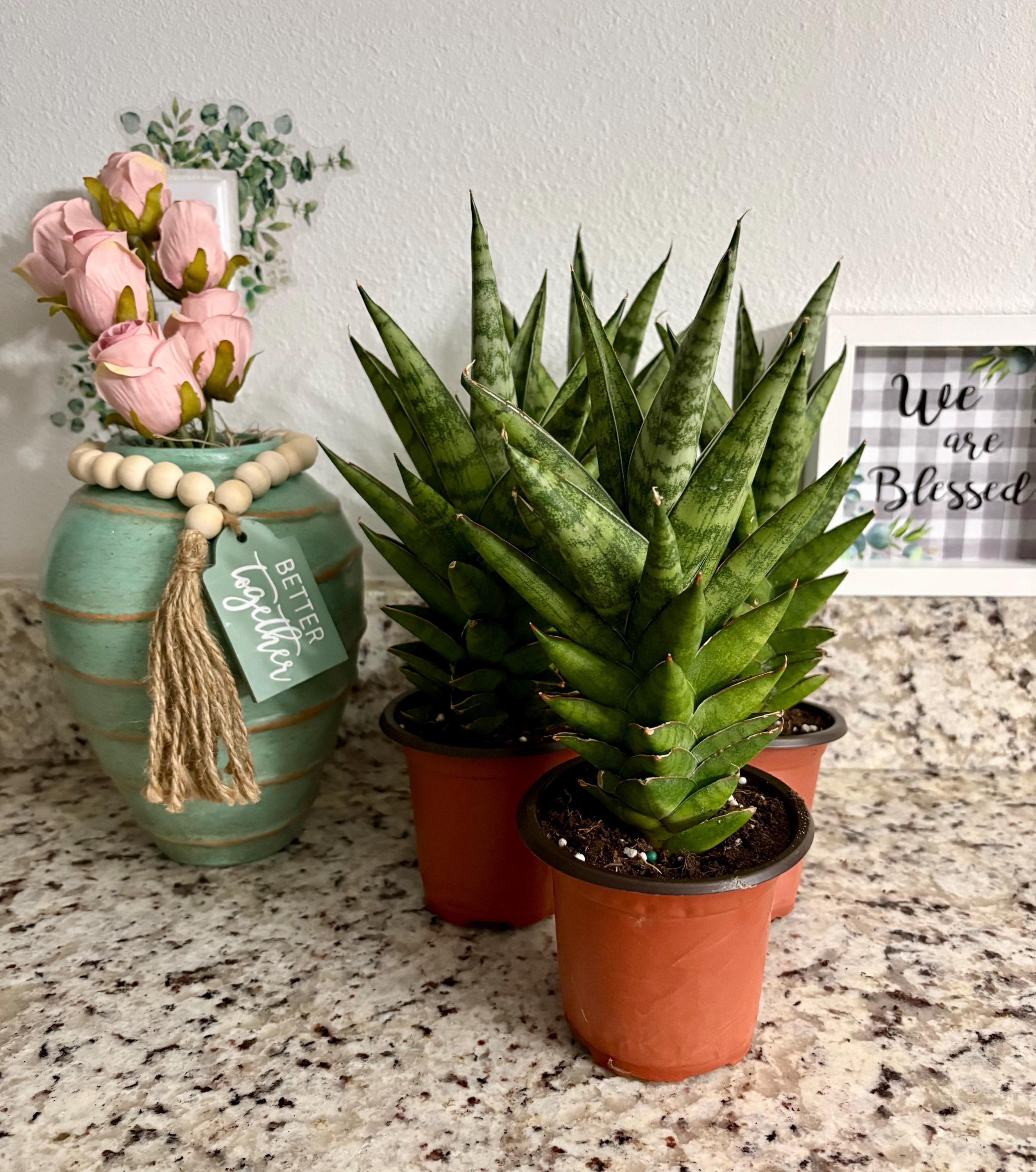 Sansevieria Tower Plant - Etsy