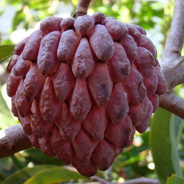 Purple Annona Squamosa Purple Sugar Apple Purple Sugar Apple Sweetsop Anón Violeta SEEDS For Planting.