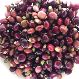 SEEDS Pigeon Pea Dhal Cajanus Cajan Congo Peas Jamaican Gungo Puerto Rico Beans Gandules Red/Black/Green Organic SEEDS Packs