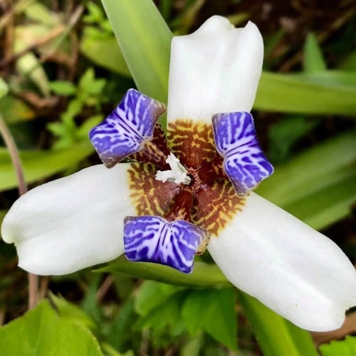 Buy Two 2 Live Plants Walking Iris Neomarica Gracilis Purple and Online in India - Etsy Buy Two 2 Live Plants Walking Iris Neomarica Gracilis Purple and Online in India - Etsy