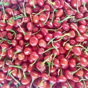 25 Seasoning Peppers Ajíes Dulces “Sabrosito” SEEDS For Planting