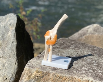 DOCAZON OrthoGod - The Elbow Joint Tabletop Life-Size Medical Model of The Human Anatomy - Perfect for Doctor Office Patient Education