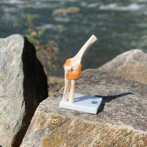 DOCAZON OrthoGod - The Elbow Joint Tabletop Life-Size Medical Model of The Human Anatomy - Perfect for Doctor Office Patient Education