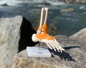 DOCAZON OrthoGod - The Ankle Joint Tabletop Life-Size Medical Model of The Human Foot Anatomy - Perfect for Doctor Office Patient Education