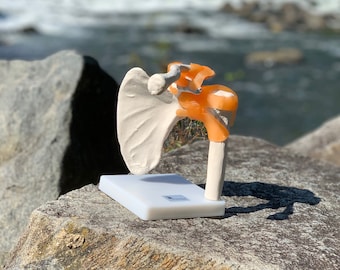 DOCAZON OrthoGod - The Shoulder Joint Tabletop Life-Size Medical Model of The Human Anatomy - Perfect for Doctor Office Patient Education