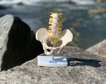 DOCAZON OrthoGod - The Lower Back Tabletop Half-Size Medical Model of The Human Anatomy - Perfect for Doctor Office Patient Education