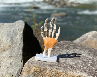 DOCAZON OrthoGod - The Wrist Joint Tabletop Life-Size Medical Model of The Human Anatomy - Perfect for Doctor Office Patient Education