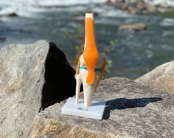 DOCAZON OrthoGod - The Knee Joint Tabletop Life-Size Medical Model of The Human Anatomy - Perfect for Doctor Office Patient Education