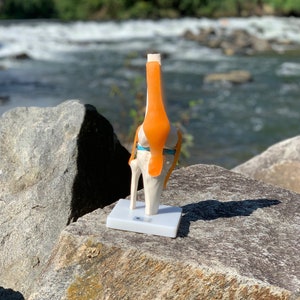 DOCAZON OrthoGod - The Knee Joint Tabletop Life-Size Medical Model of The Human Anatomy - Perfect for Doctor Office Patient Education