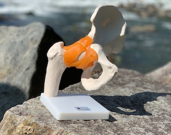 DOCAZON OrthoGod - The Hip Joint Tabletop Life-Size Medical Model of The Human Anatomy - Perfect for Doctor Office Patient Education