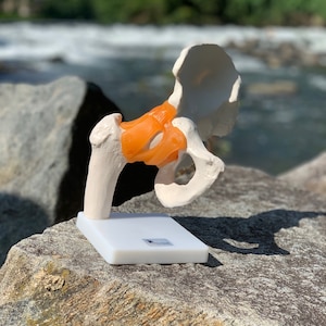 DOCAZON OrthoGod - The Hip Joint Tabletop Life-Size Medical Model of The Human Anatomy - Perfect for Doctor Office Patient Education