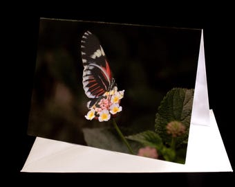 Könnte beinhalten: Grußkarte mit einem Schmetterling mit schwarzen, roten und weißen Mustern, der auf kleinen rosa und gelben Blüten sitzt. Die Karte wird mit ihrem weißen Umschlag vor schwarzem Hintergrund präsentiert.