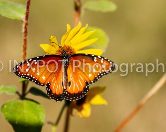 Fluttering Butterfly, Colorful Butterfly Photo, Butterfly Art Print, Boho Butterfly Art, Real Butterfly, Butterfly Decor, Butterfly Wall Art