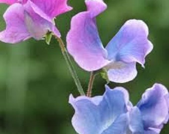 Sweet Pea (type) Fragrance Oil