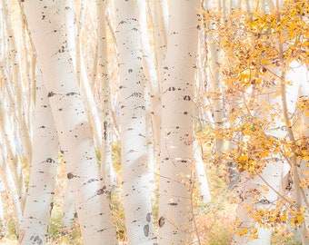 White Woods Fragrance Oil