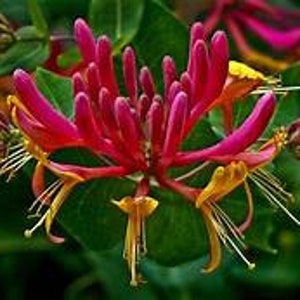 May include: Close-up of pink and yellow honeysuckle flowers in bloom. The flowers are clustered together and have a delicate, fragrant appearance.