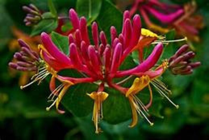 May include: Close-up of pink and yellow honeysuckle flowers in bloom. The flowers are clustered together and have a delicate, fragrant appearance.