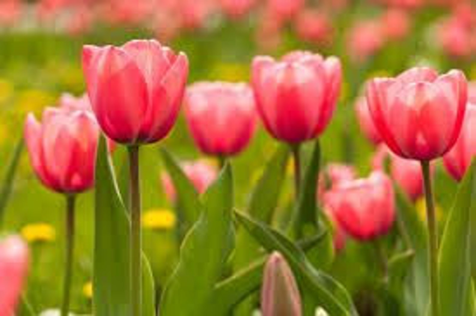 Tulips (type) Fragrance Oil - Etsy