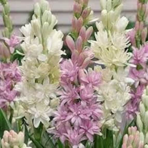 Duftöl: Tuberose