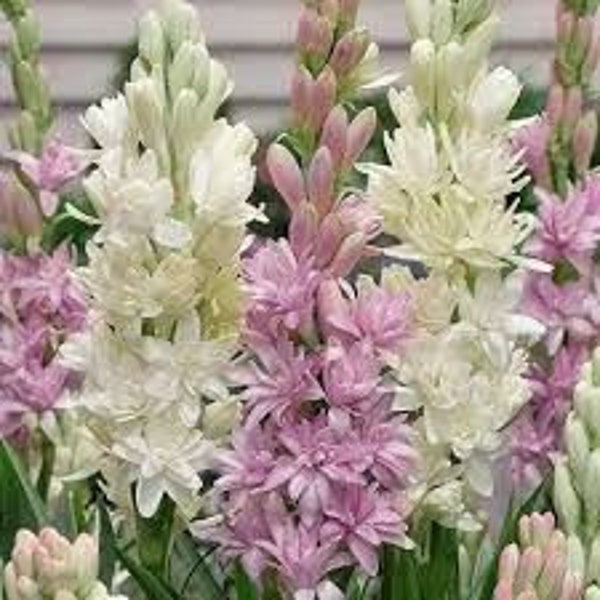 Tuberose Fragrance Oil