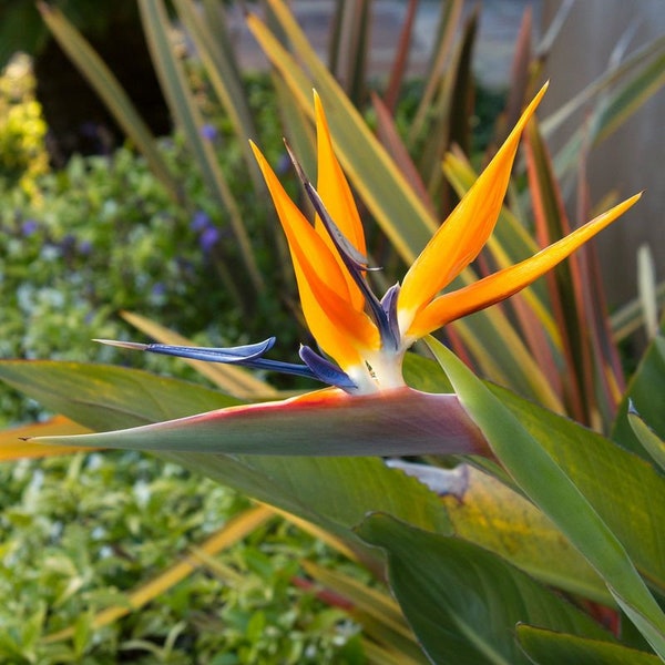 Birds Of Paradise Fragrance Oil